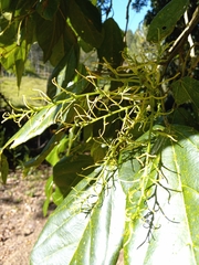 Alchornea latifolia