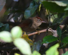 Cranioleuca hellmayri