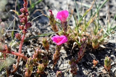 Portulaca gilliesii
