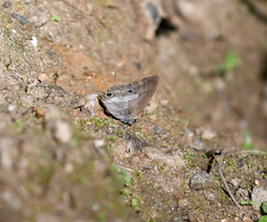Euptychoides laccine
