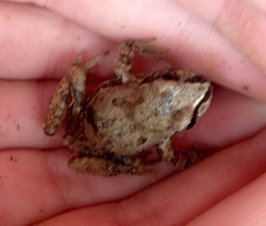 Pseudacris streckeri