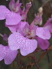 Comparettia macroplectron