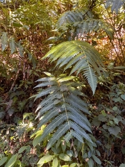 Cyathea horrida