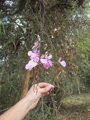 Comparettia macroplectron