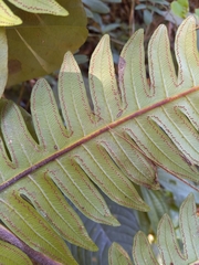 Cyathea horrida