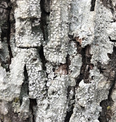 Lepra trachythallina