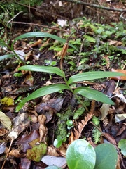 Pterostylis auriculata