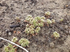 Chorizanthe howellii