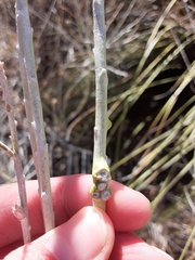 Rhopalomyia chrysothamni