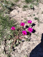Portulaca grandiflora