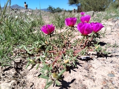 Portulaca grandiflora