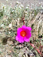 Portulaca grandiflora