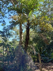 Bactris plumeriana
