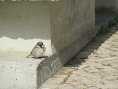 Passer domesticus