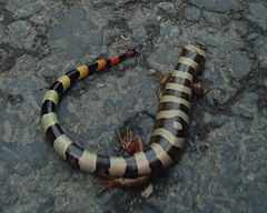 Banded Galliwasp photo 4