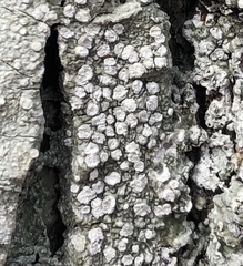 Lepra trachythallina