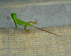 Enyalius