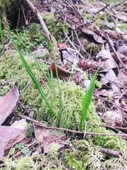 Melica subulata