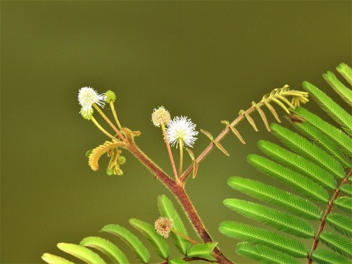 Giant Sensitive Plant