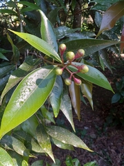 Syzygium aqueum