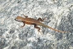 Sceloporus licki