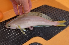 Caulolatilus princeps