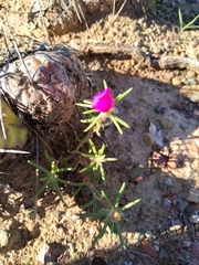 Portulaca grandiflora