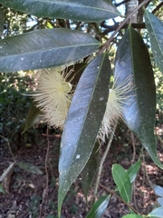 Syzygium aqueum