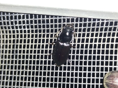 Gnathaphanus philippensis