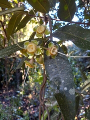 Syzygium aqueum