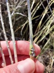 Rhopalomyia chrysothamni