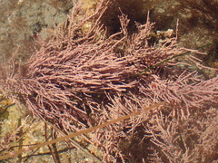 Lithothrix aspergillum