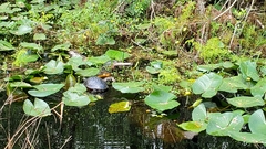 Trachemys scripta scripta