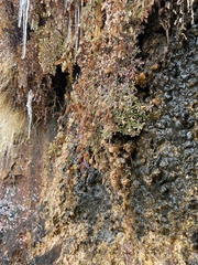 Petrophytum caespitosum caespitosum