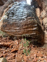 Petrophytum caespitosum caespitosum