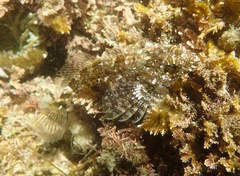 Clinocottus