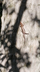 Plestiodon inexpectatus