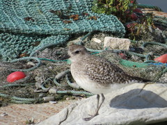 Pluvialis squatarola