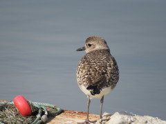 Pluvialis squatarola