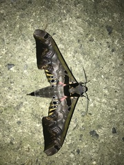 Adhemarius sexoculata