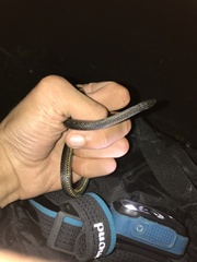 Atractus duboisi