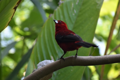 Brazilian Tanager