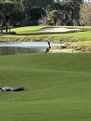 Pelecanus occidentalis