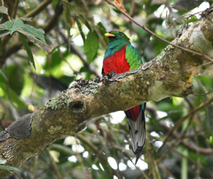 Pharomachrus fulgidus