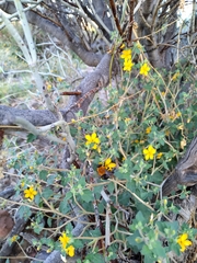 Willinkapis chalybaea