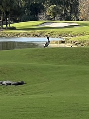 Pelecanus occidentalis