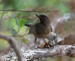 Turdus olivater