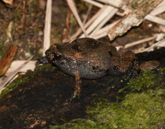 Geobatrachus walkeri