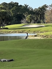 Pelecanus occidentalis