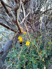 Willinkapis chalybaea